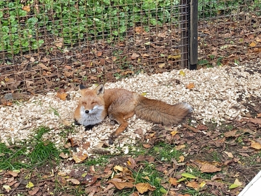 【サマーシーズン/素泊】キタキツネ餌やり体験付☆3匹の動物との限定プラン☆＜限定特典付＞